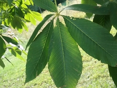 Aesculus glabra