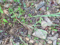 Calamagrostis purpurea