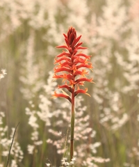 Dichromanthus cinnabarinus