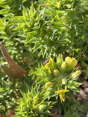 Aspalathus cordata