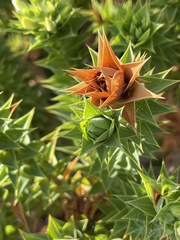 Aspalathus cordata
