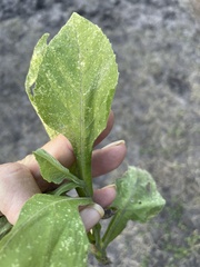 Verbesina microptera