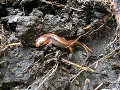 Desmognathus carolinensis