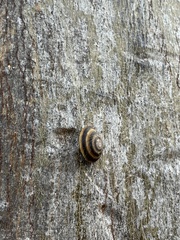 Caracolus marginella