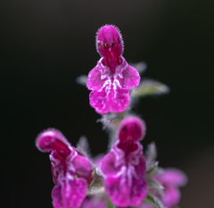 Stachys sylvatica