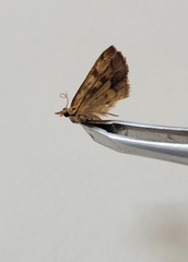 Mnesictena flavidalis