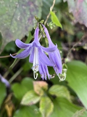 Hosta sieboldii