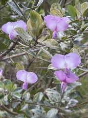 Podalyria calyptrata