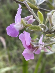 Podalyria calyptrata