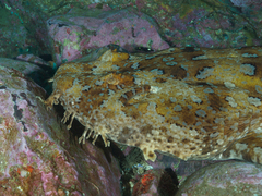 Orectolobus halei