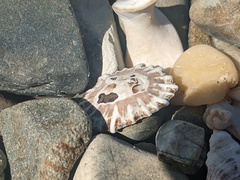 Siphonaria denticulata