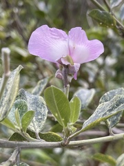 Podalyria calyptrata