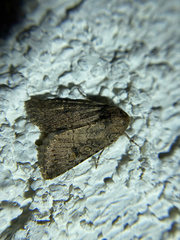 Protorthodes