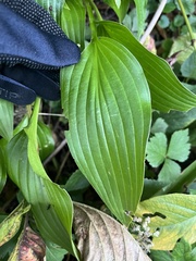 Hosta sieboldii