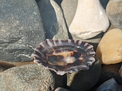 Siphonaria denticulata