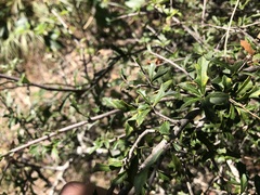 Alectryon diversifolius