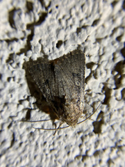 Protorthodes