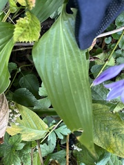 Hosta sieboldii