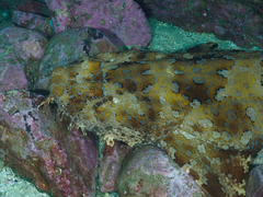 Orectolobus halei
