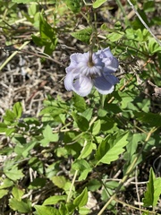 Clematis crispa