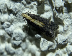 Aroga paraplutella
