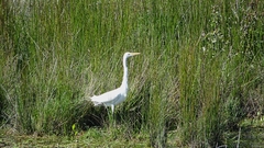 Ardea alba