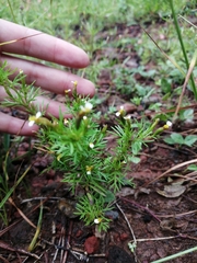 Tagetes filifolia