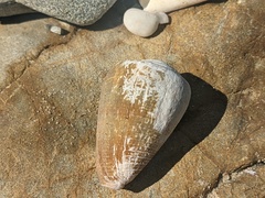 Conus aplustre