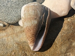 Conus aplustre