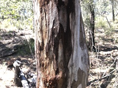 Angophora leiocarpa