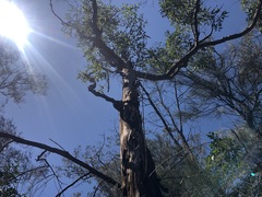 Angophora leiocarpa