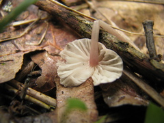 Mycena galericulata