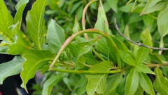 Mandevilla foliosa