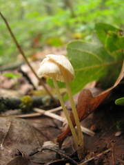 Mycena galericulata