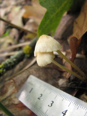 Mycena galericulata