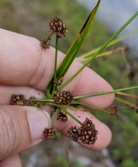 Scirpus