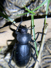 Eleodes dentipes
