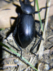 Eleodes dentipes
