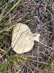 Suillus brevipes