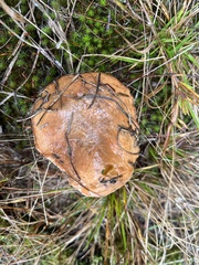 Suillus brevipes