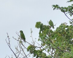 Amazona albifrons