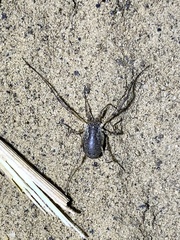Oligolophus tridens