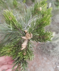 Pinus cembroides