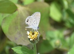 Hemiargus ceraunus astenidas