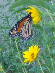 Danaus plexippus