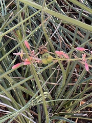 Hesperaloe