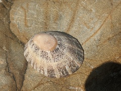 Cellana tramoserica