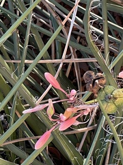 Hesperaloe