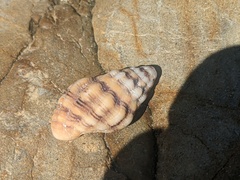 Cronia aurantiaca