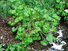 Caltha palustris palustris